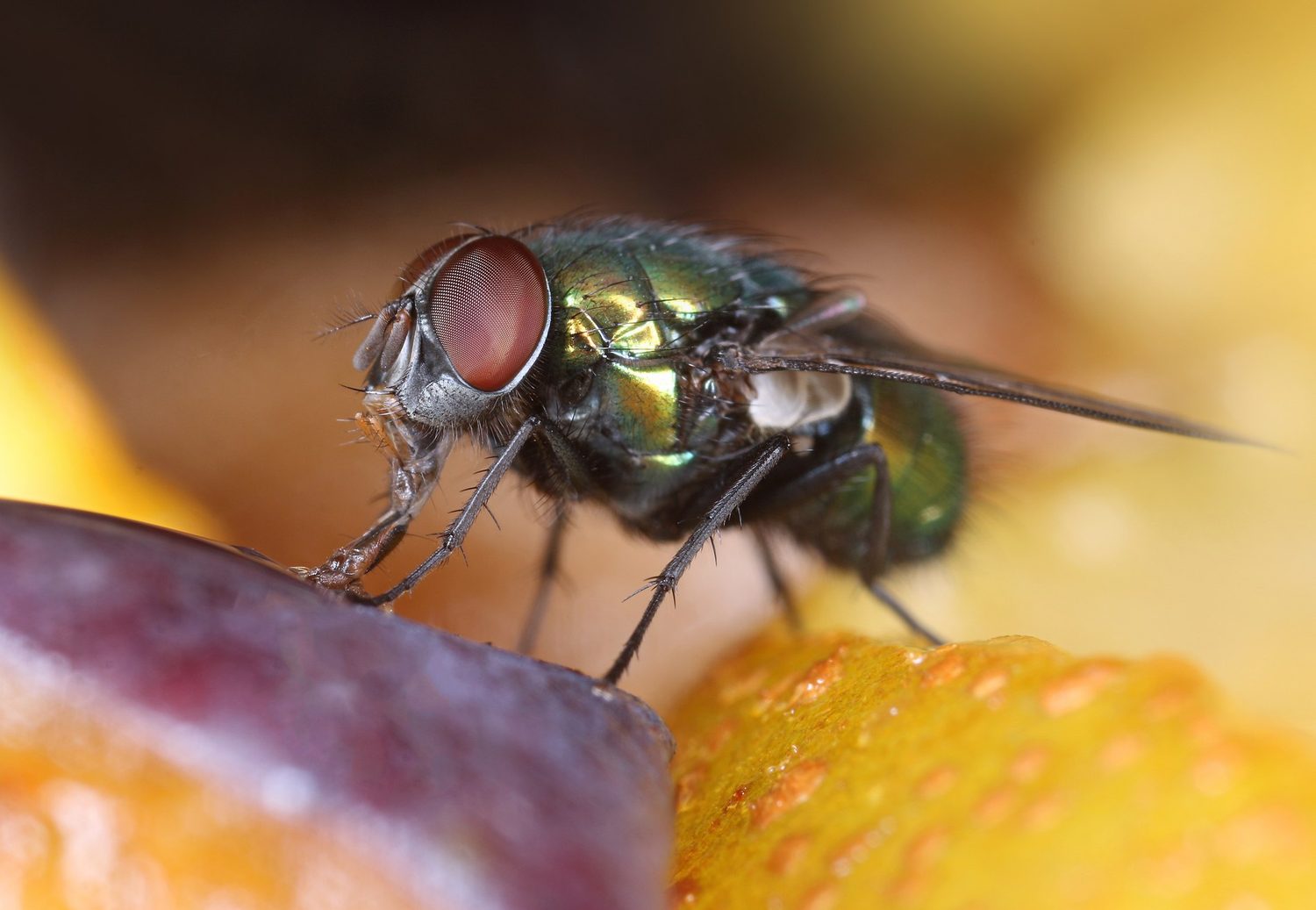 Nahaufnahme einer Fliege auf Obst