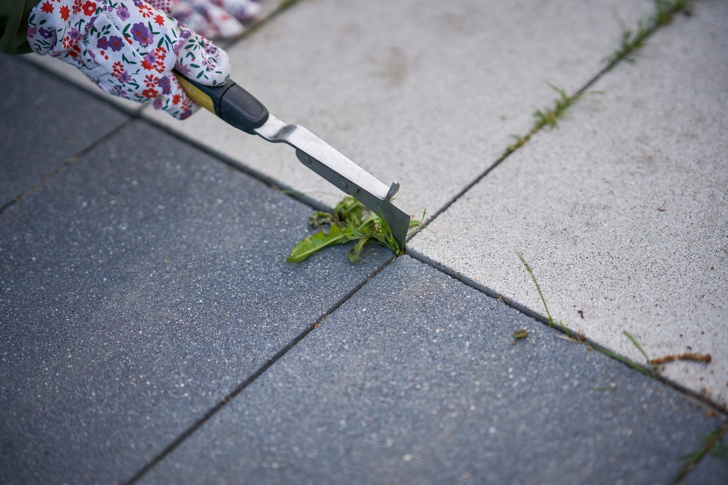 Eine Hand mit Gartenhandschuh entfernt grünen Bewuchs mit einem Fugenkratzer zwischen Steinplatten