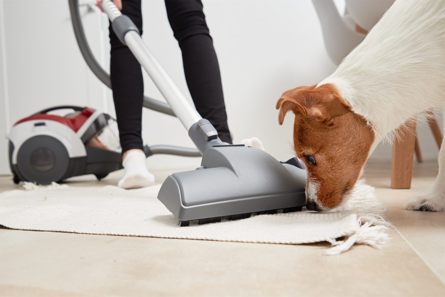 Ein braun-weißer Hund schnuppert an der Staubsaugerdüse, während ein heller Teppich gesaugt wird.